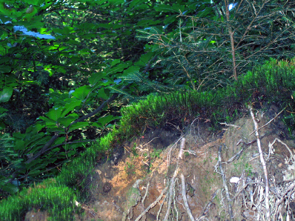 n_20_kö_inf-laubwald.jpg